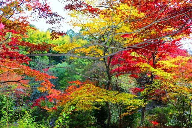 京都紅葉