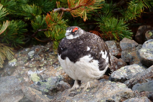 蝶ヶ岳の雄雷鳥9