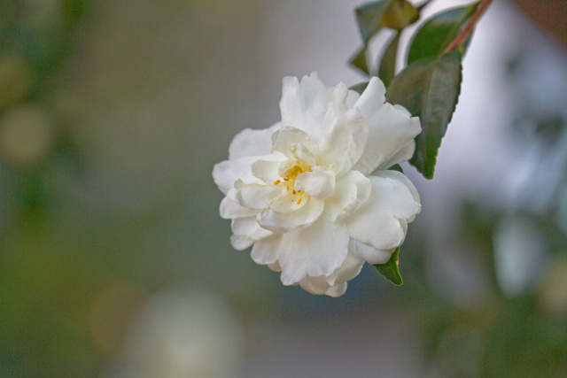 山茶花