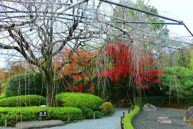 妙心寺紅葉