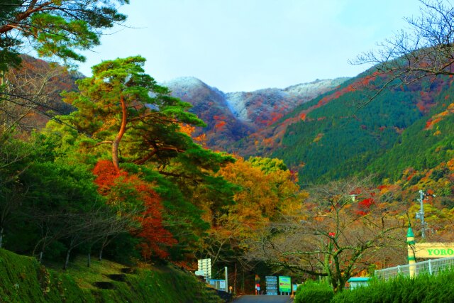 紅葉に初雪