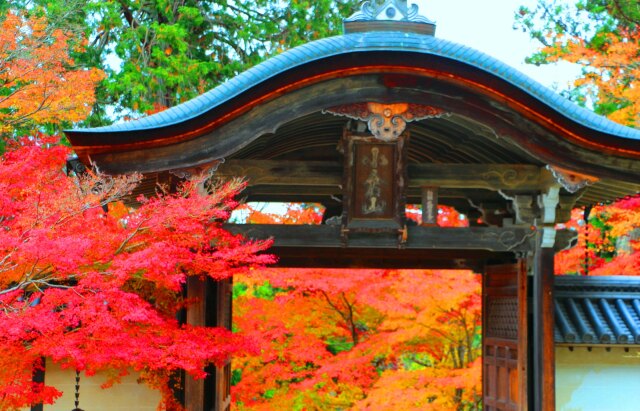 京都紅葉