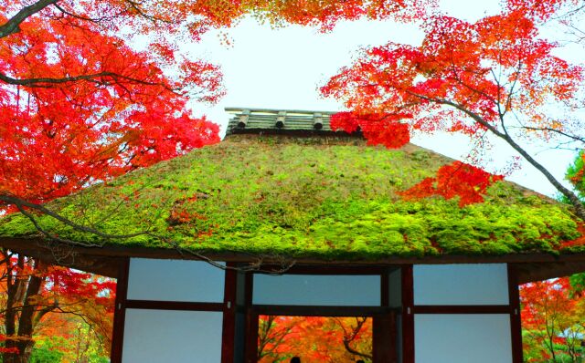 京都紅葉