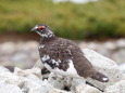 船越ノ頭の雄雷鳥