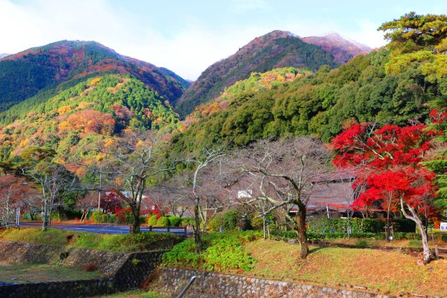 養老公園19年12月6日