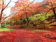 養老公園19年12月6日