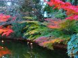 白川庭園19年12月6 日