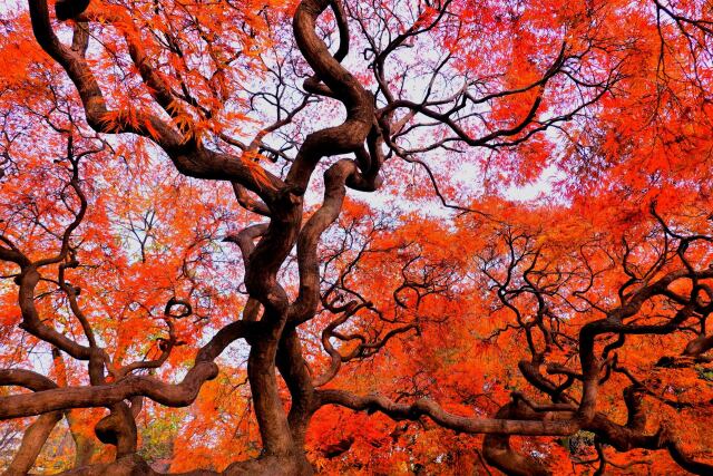 新宿御苑の紅葉