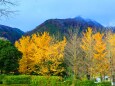 養老公園19年12月6日