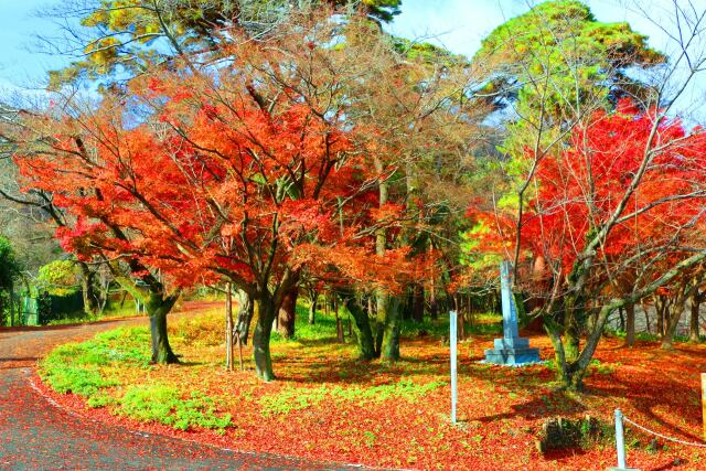 養老公園19年12月6日