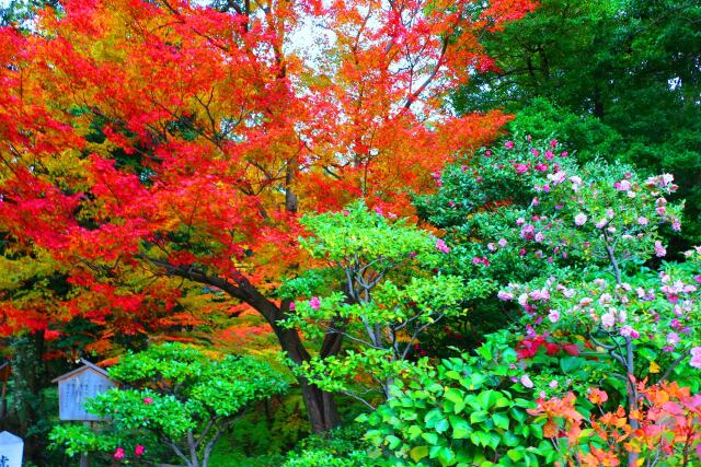 徳川園19年12月6日