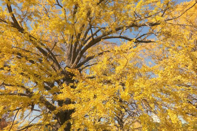 大イチョウの紅葉