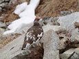 小蓮華山の雄雷鳥2