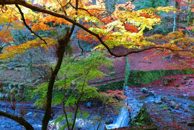 養老公園19年12月6日