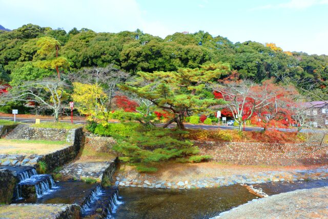 養老公園19年12月6日