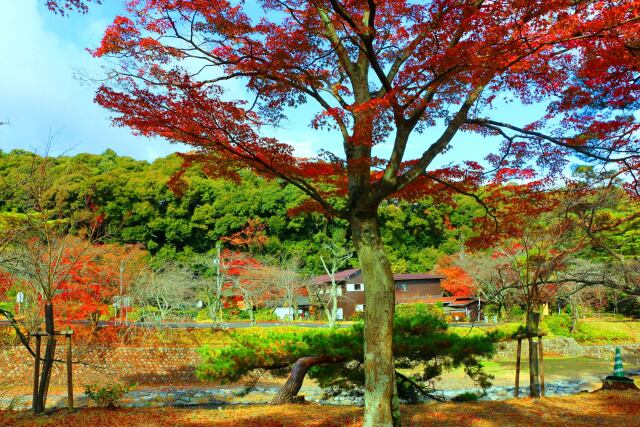 養老公園19年12月6日