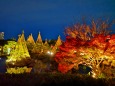 白川庭園19年12月6 日