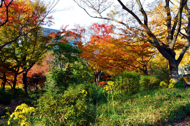 晩秋の日比谷公園・20