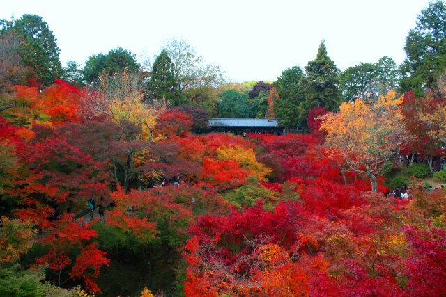 東福寺紅葉