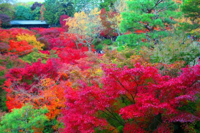 東福寺紅葉