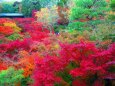 東福寺紅葉