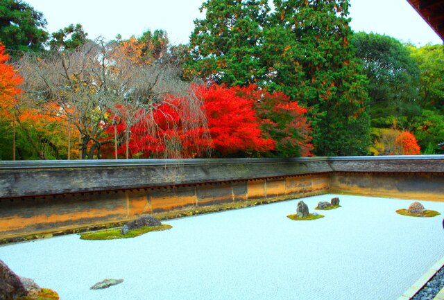 竜安寺紅葉