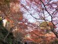 長谷寺の紅葉