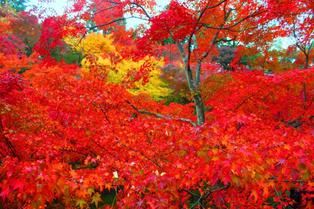 東福寺紅葉