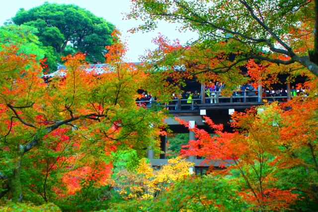 東福寺紅葉