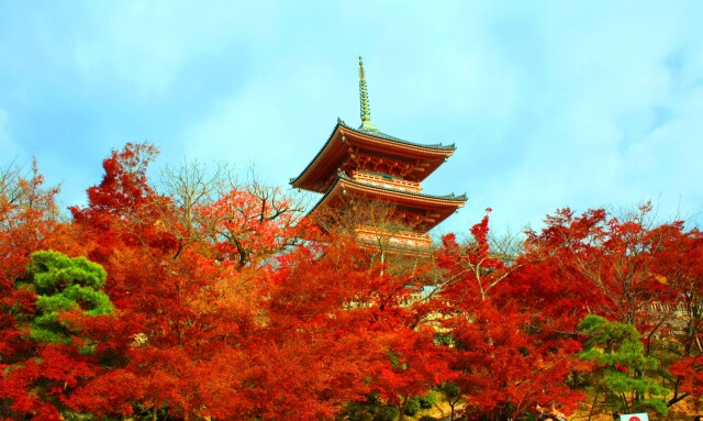 京都紅葉