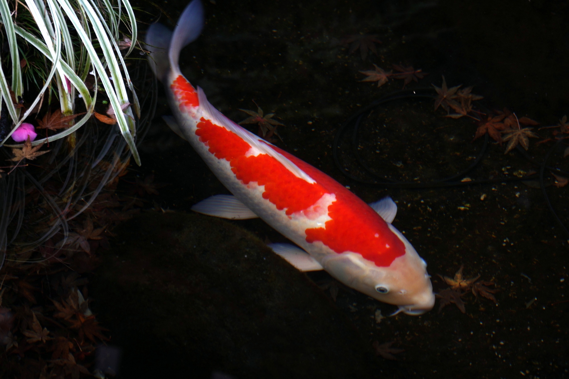 魚 水生生物 長谷寺の錦鯉 壁紙19x1280 壁紙館