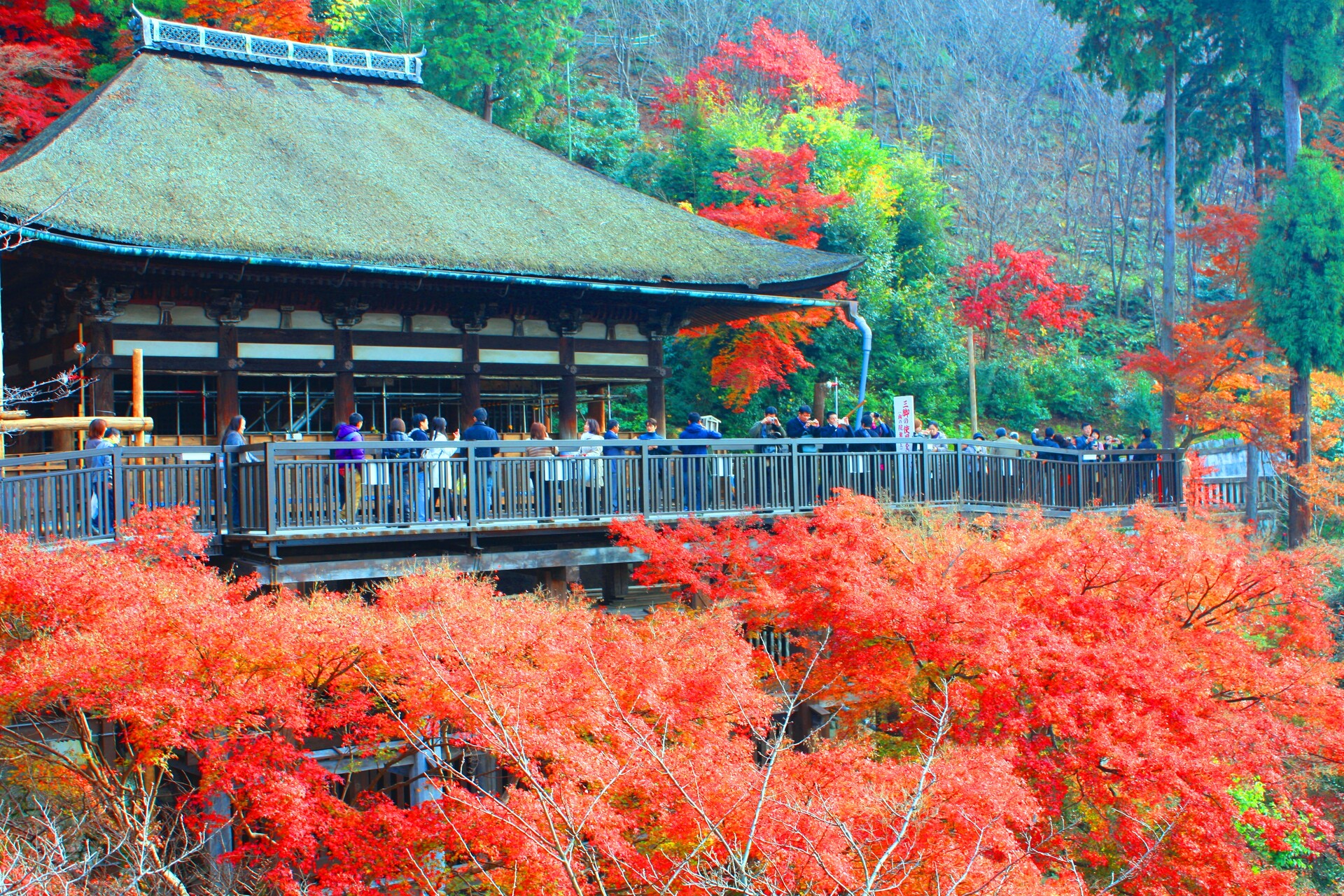 日本の風景 改修前の清水寺紅葉 壁紙19x1280 壁紙館