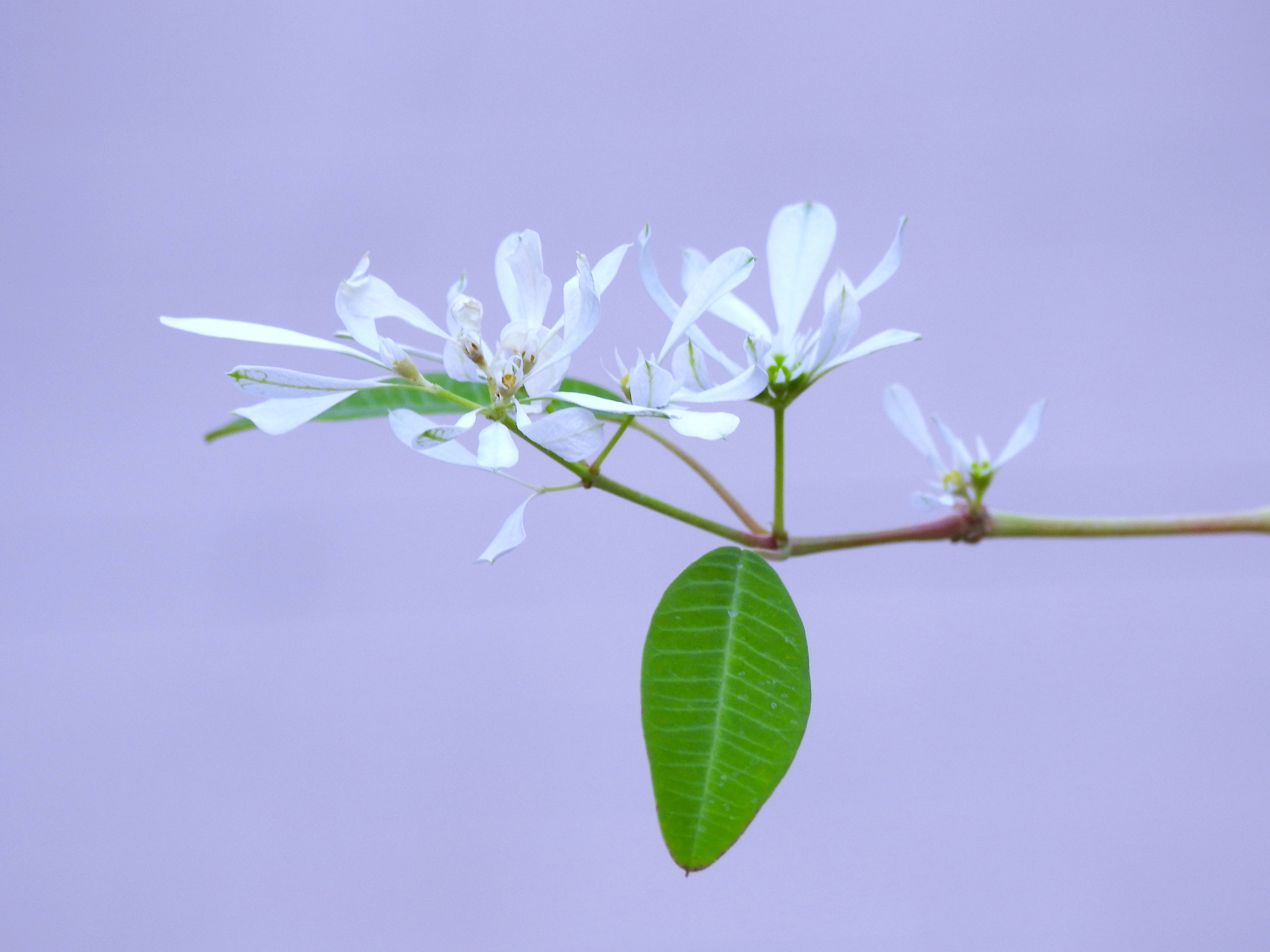 花 植物 胡蝶の夢 壁紙19x1440 壁紙館