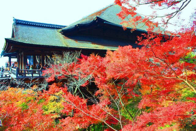 改修前の清水寺紅葉