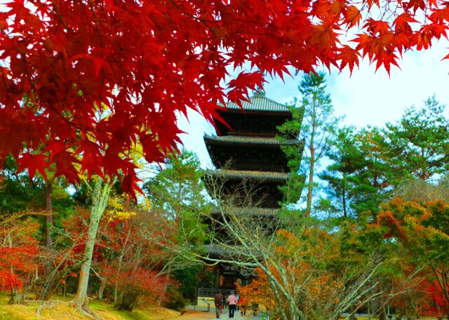 京都紅葉