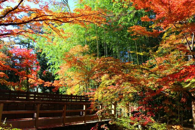 北野天満宮紅葉