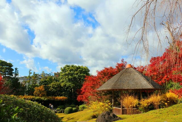 妙心寺紅葉