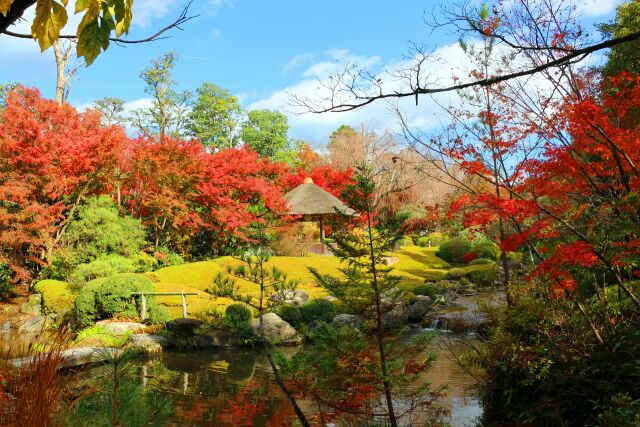 妙心寺紅葉