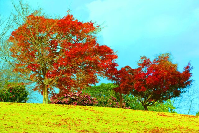 養老公園紅葉