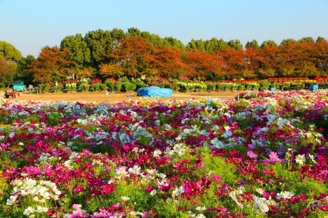 花と紅葉