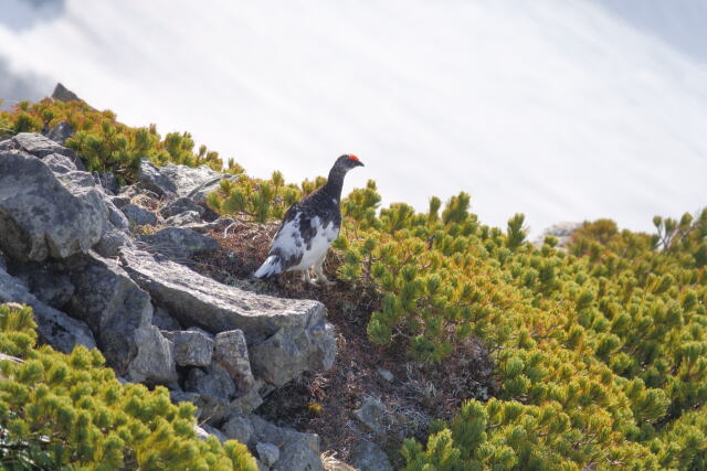 白馬岳の雄雷鳥2