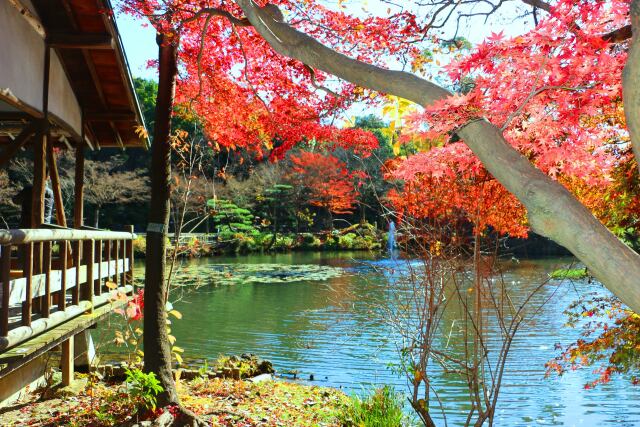 東山動植物園紅葉