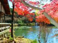 東山動植物園紅葉