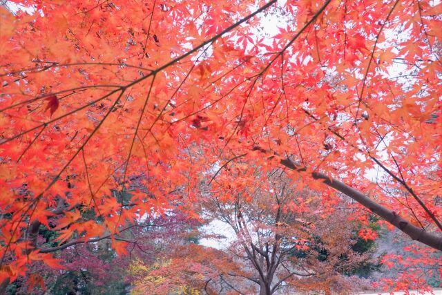 御苑の紅葉