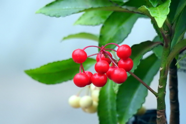 紅白の万両