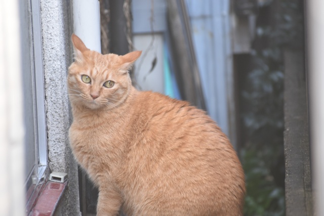 路地裏の猫