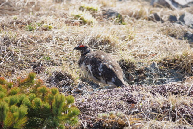 白馬岳の雄雷鳥4