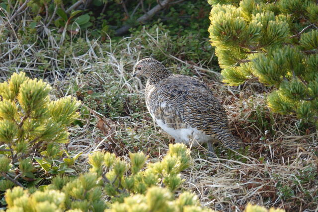 白馬岳の雌雷鳥2