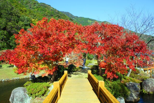 東紀州12月紅葉