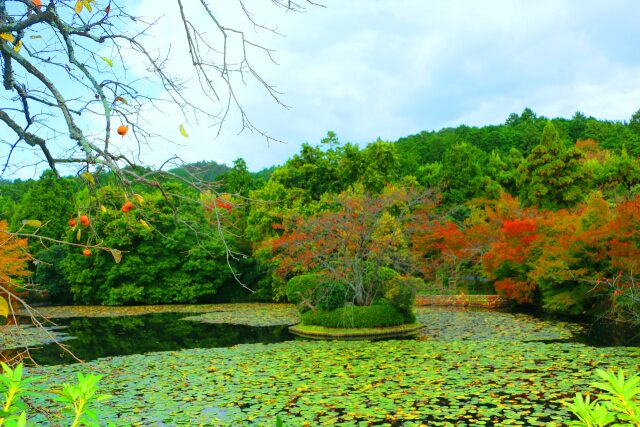 竜安寺紅葉